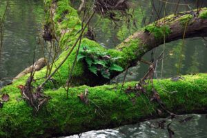 Unberührte Natur im Wiesenttal