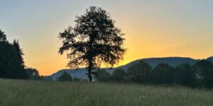 Impressionen aus unserem Jagdrevier