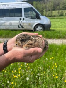 Manchmal ist das Kitz auch ein Hase :-)