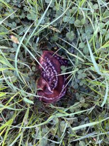 Rehkitzrettung in der Fränkischen Schweiz