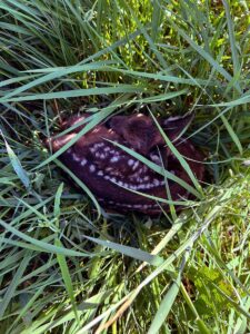 Rehkitzrettung in der Fränkischen Schweiz